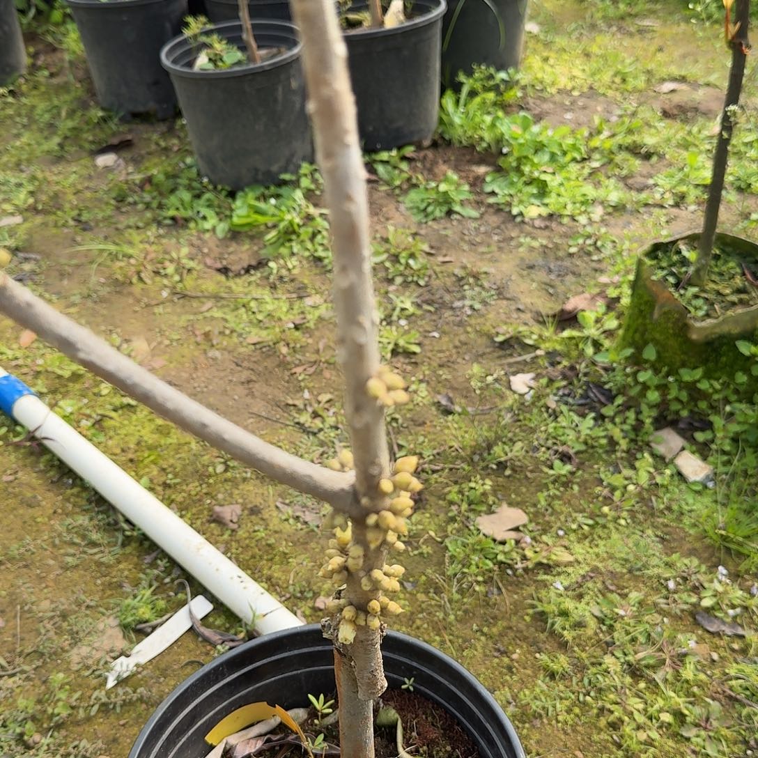 风***淡当前无花栽培后可以开花妈咪