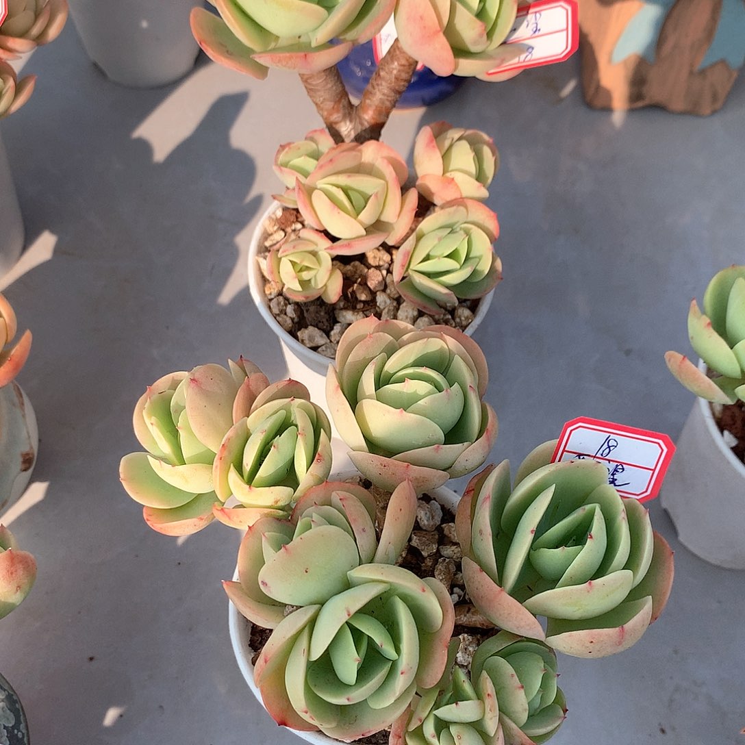 鸡蛋碧桃多肉两颗