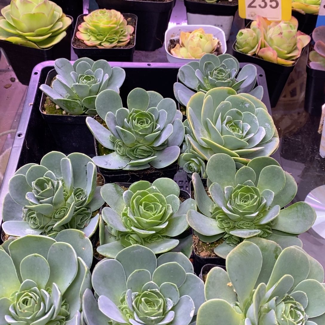 红陶刘哥哥20元3颗随机发货