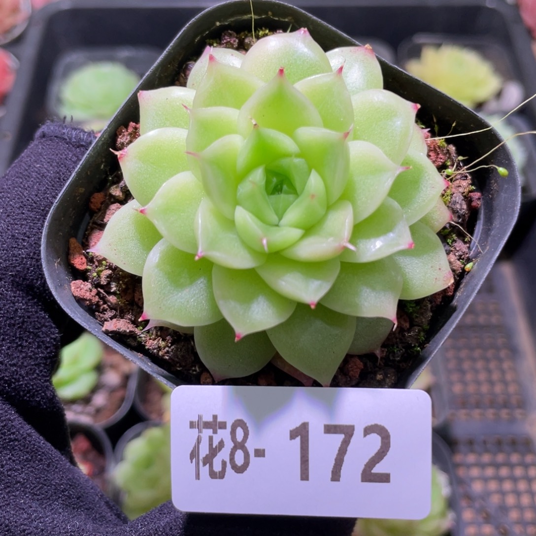 花利美8-172麦秆单头