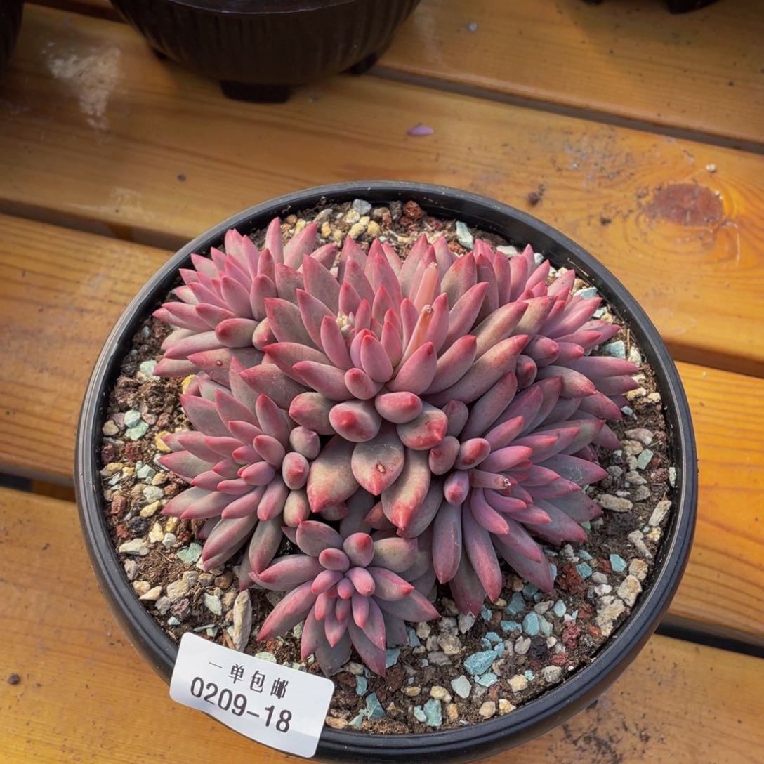 0209-18-虞美人。。。。。？