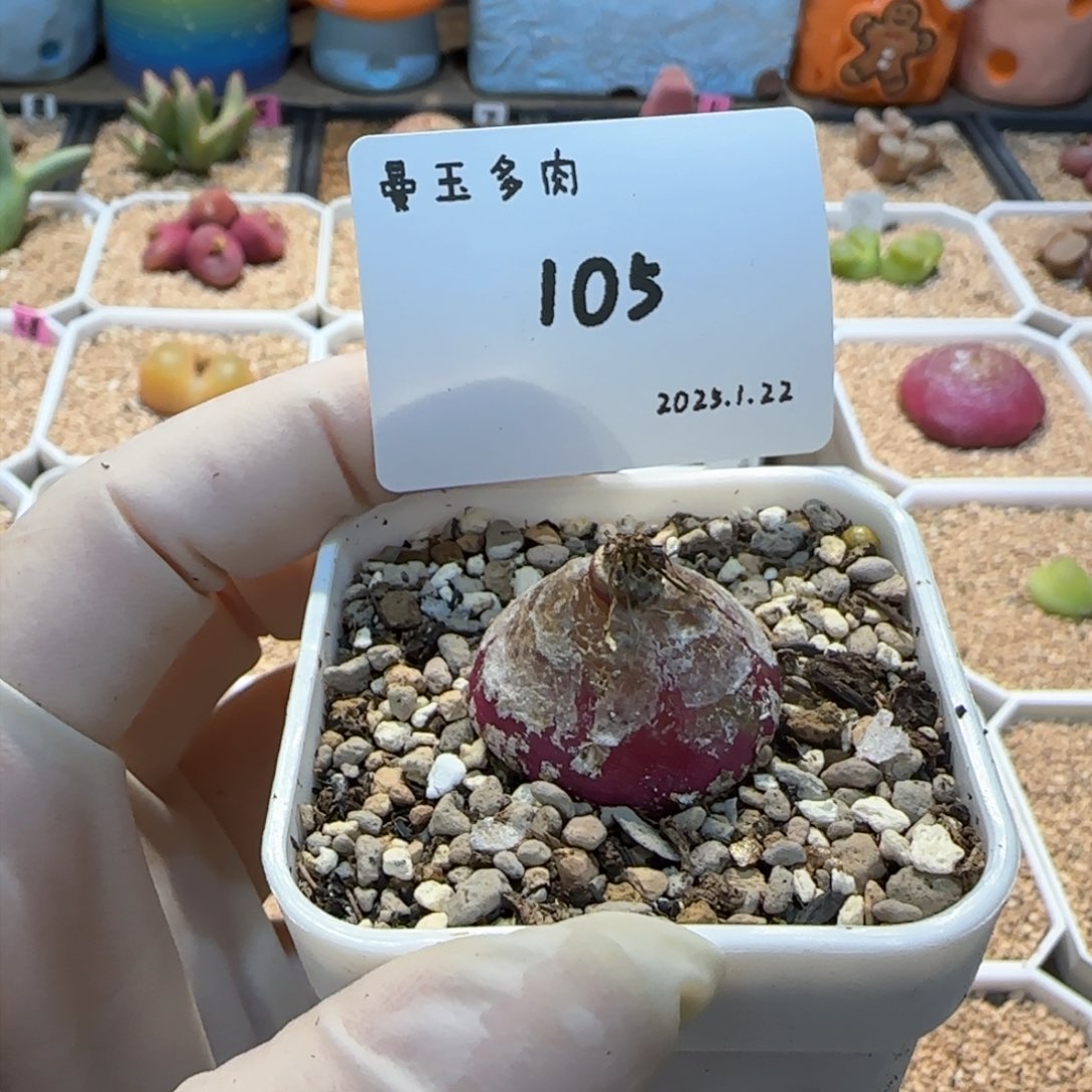多肉多肉多肉多1.22-105 