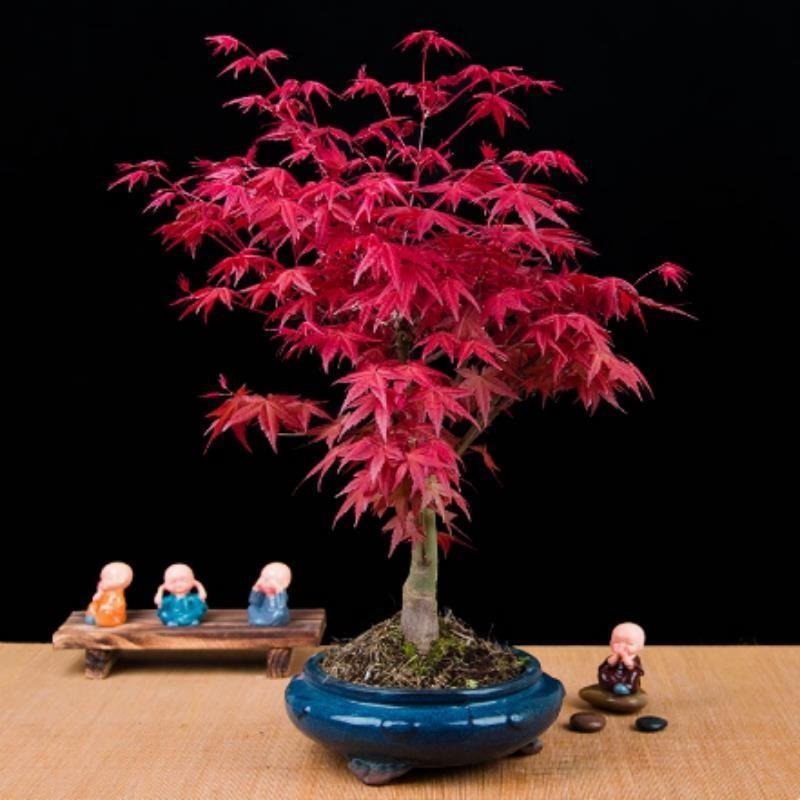 【特价】【买一送一】红枫树苗庭院盆景老桩中国红枫四季盆栽耐寒花盆