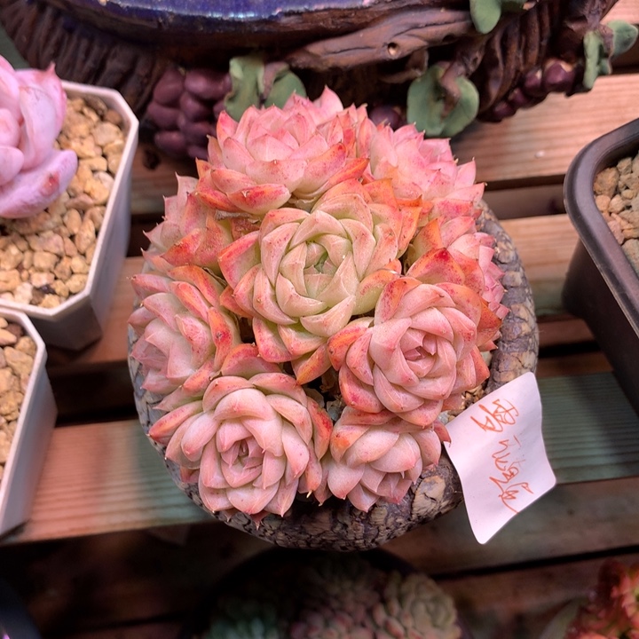 雪花甄尼z z z z z z z z
