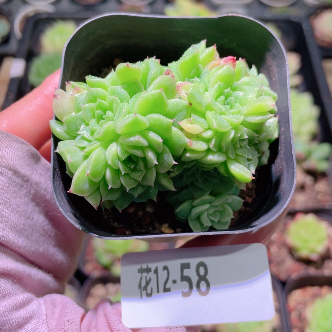 花利美12-58麦秆群