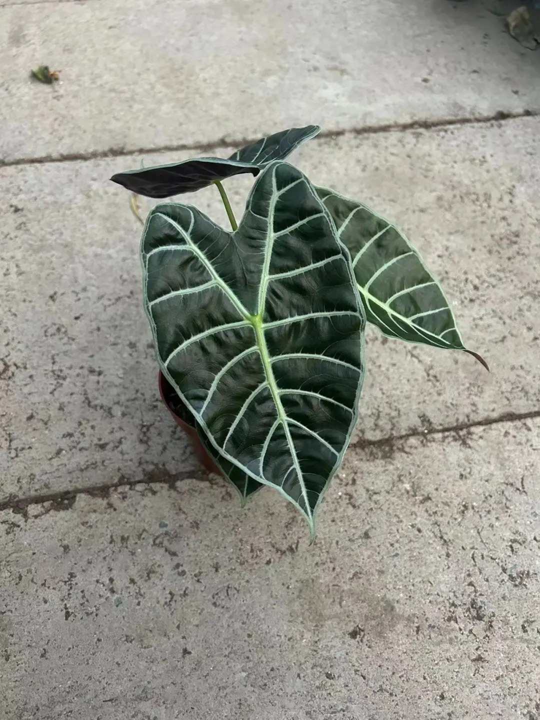 小盆沃森海芋北欧风室内观叶植物热带绿植盆栽好养