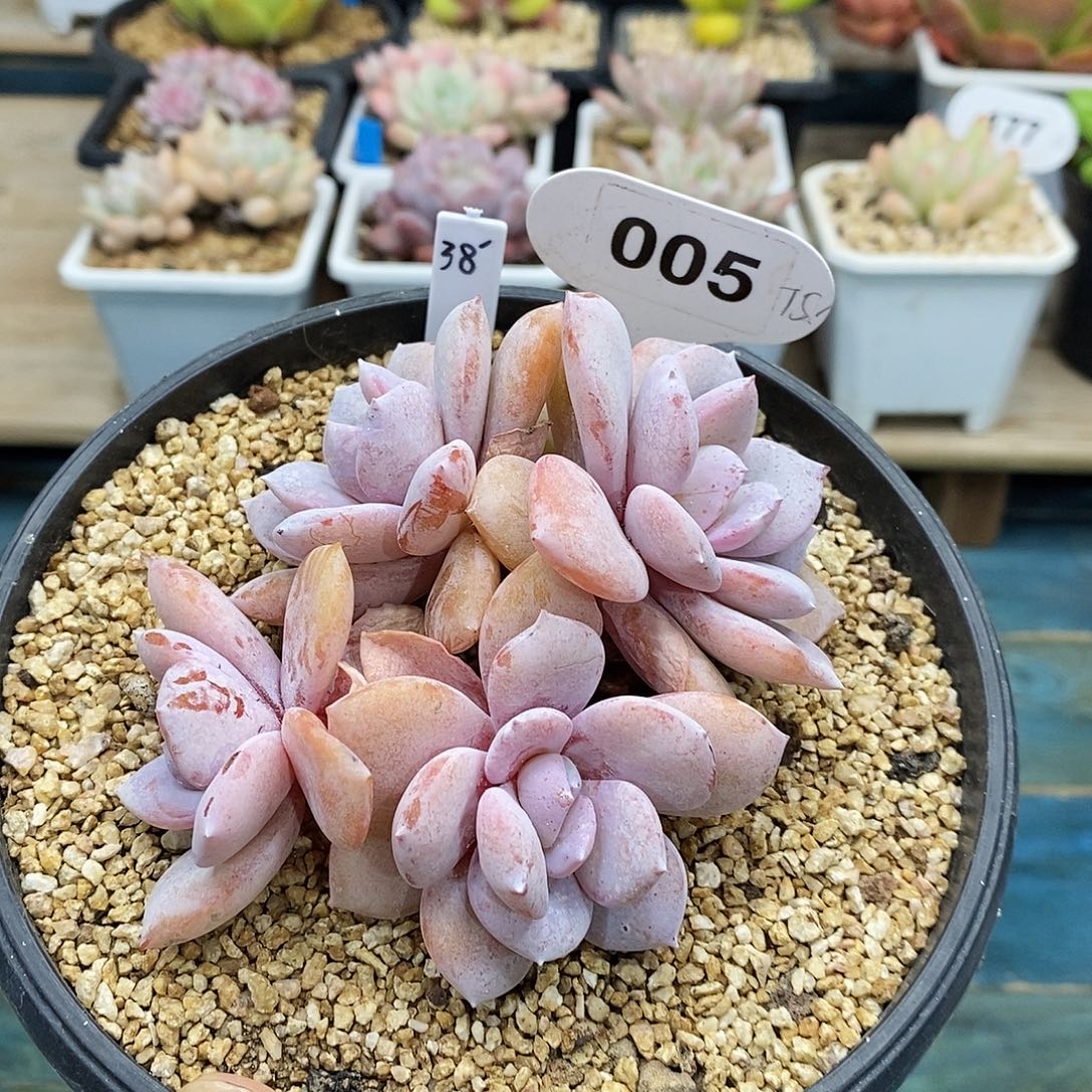 四头老庄奶茶，46464664