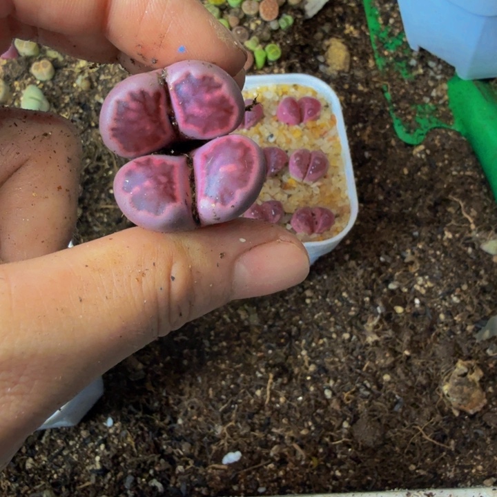い*白我的小可爱们都好450