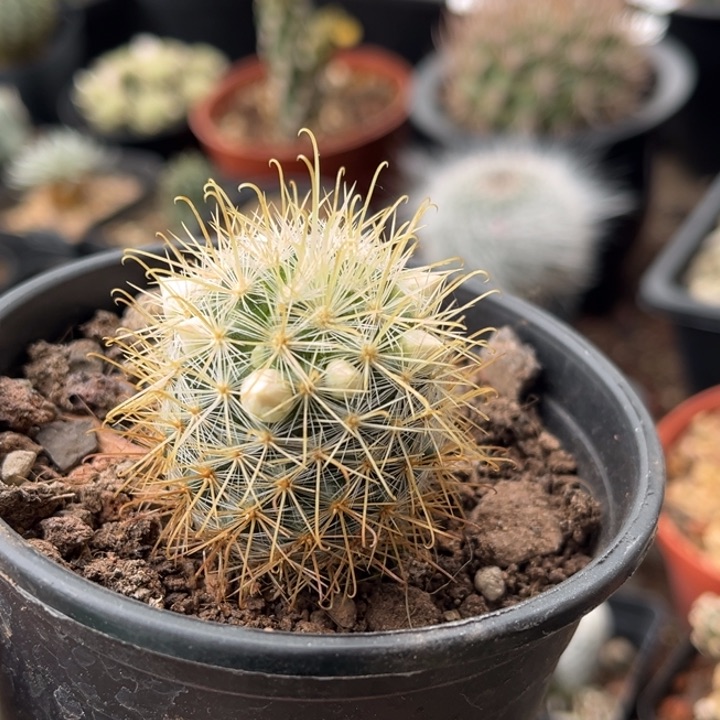 仙人球一物一拍实生