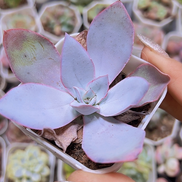 广寒宫19包邮多肉植物