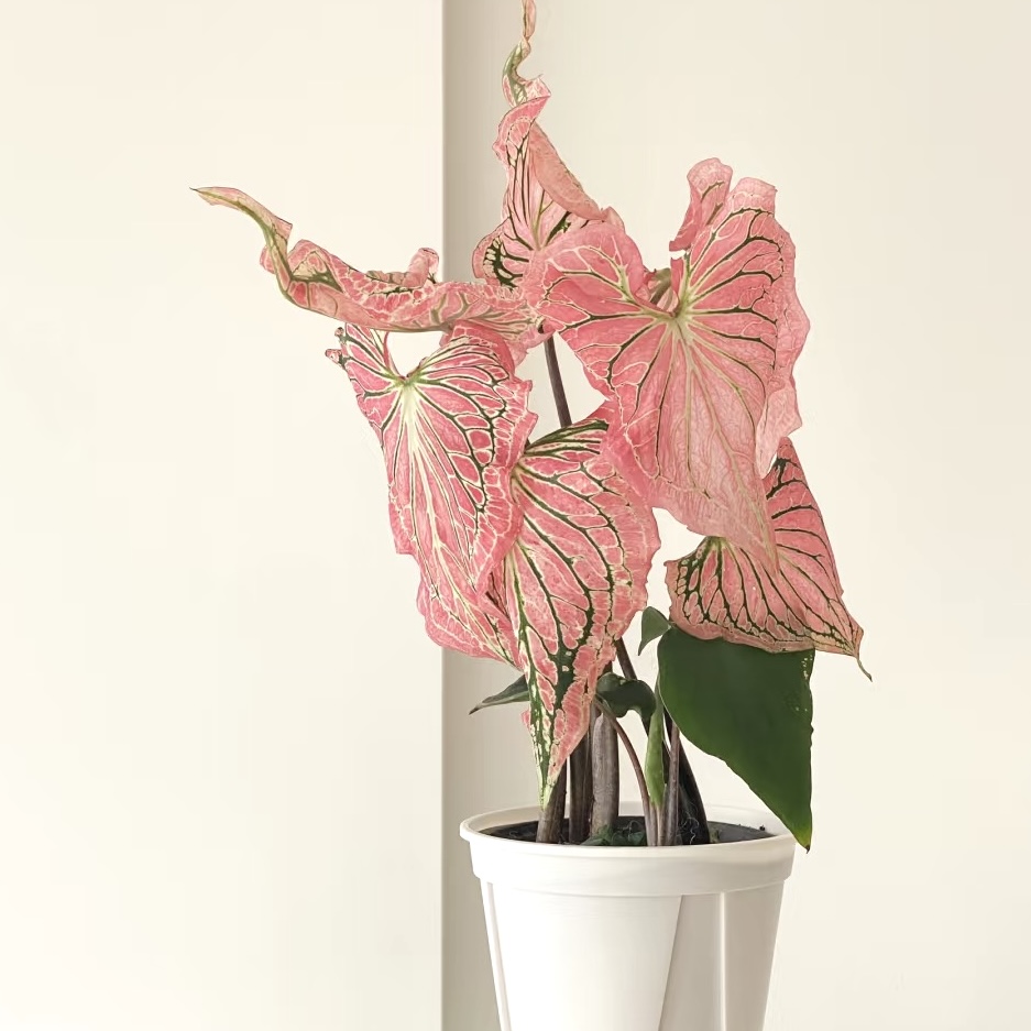 粉色和声 彩叶芋盆栽易倒伏室内阳台净化空气精致绿 云南鲜花绿植