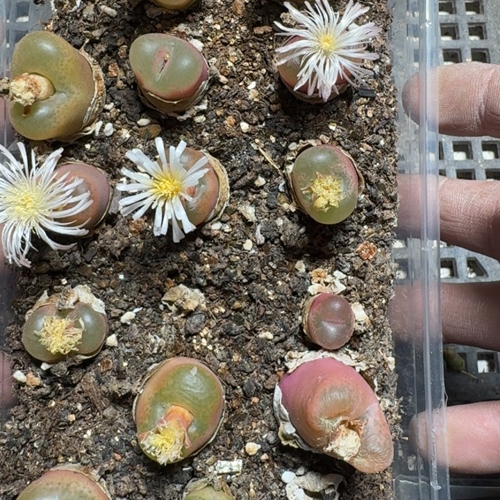 小***兽270 多肉植物多肉植物