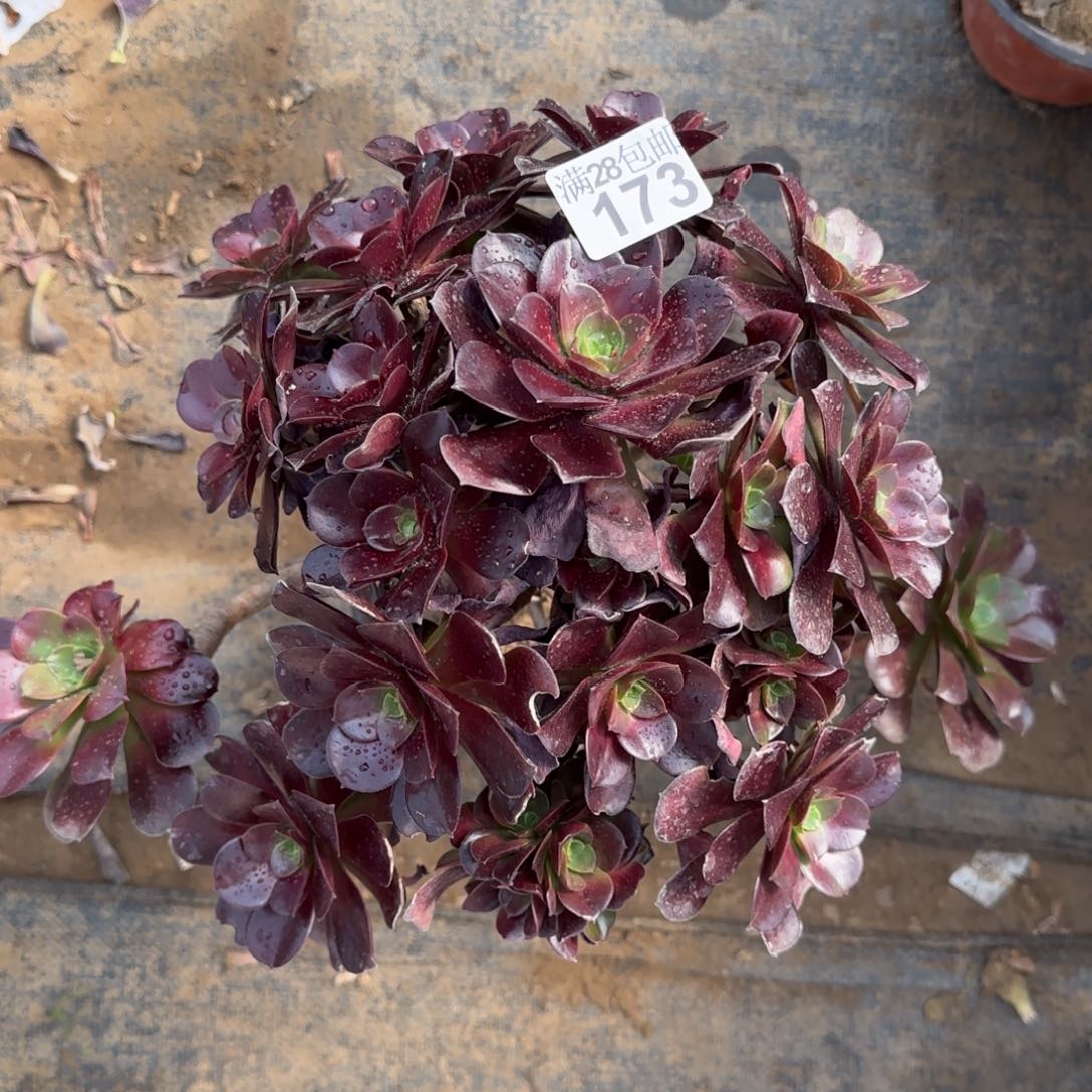 梅花博迪多肉瑕疵断枝173单棵包邮