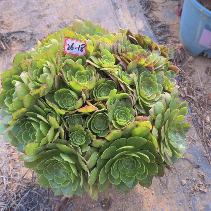 26-18万圣夜朵朵多肉植物