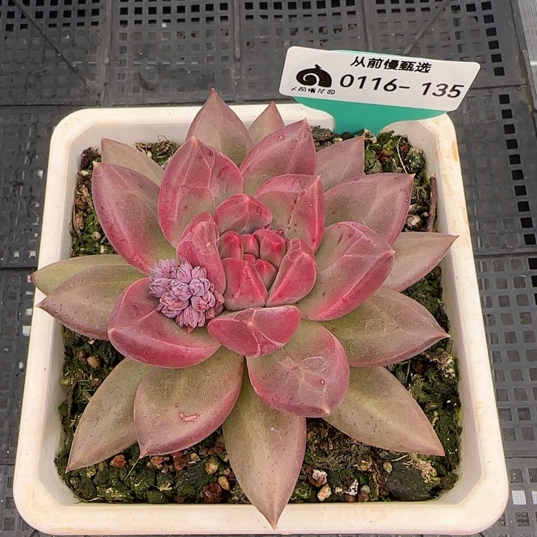 从前慢花园精选0116-135