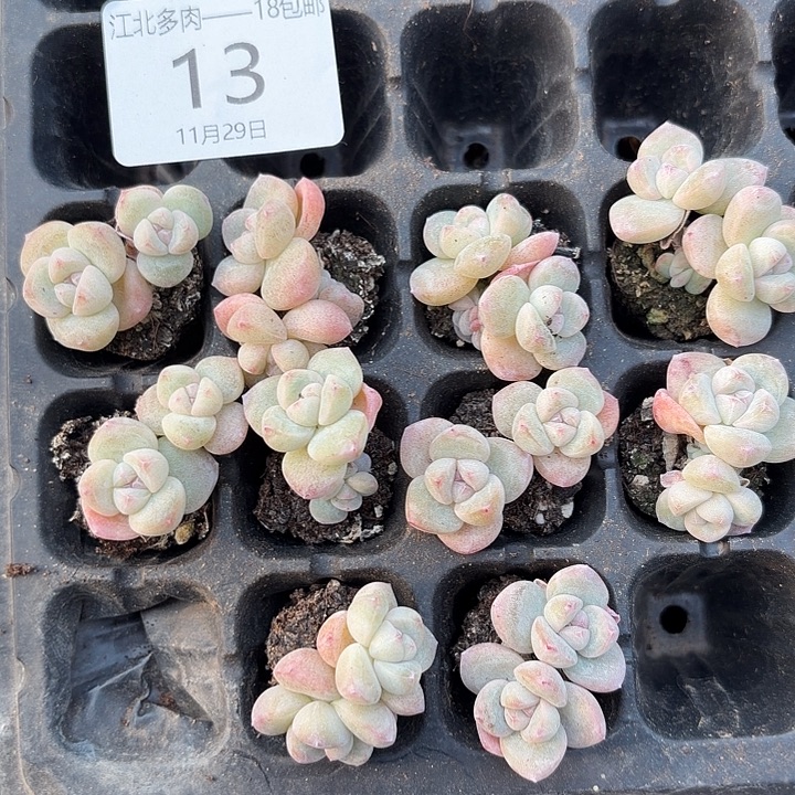 静***光13 号到手1框-…一物一拍
