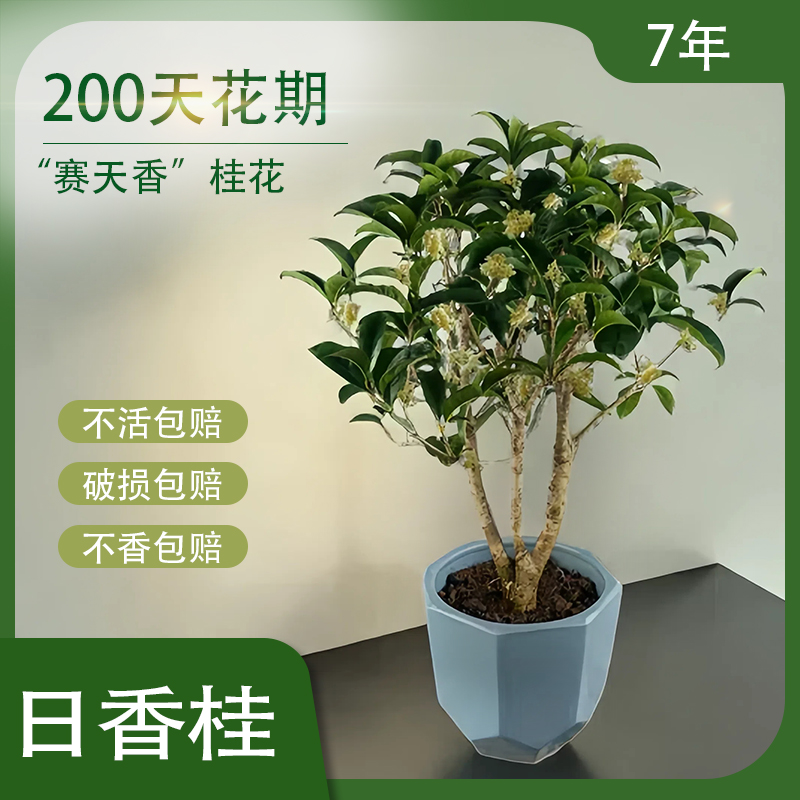 7~8年日香桂花树盆栽四季月月开花阳台庭院花卉浓香型好种易活