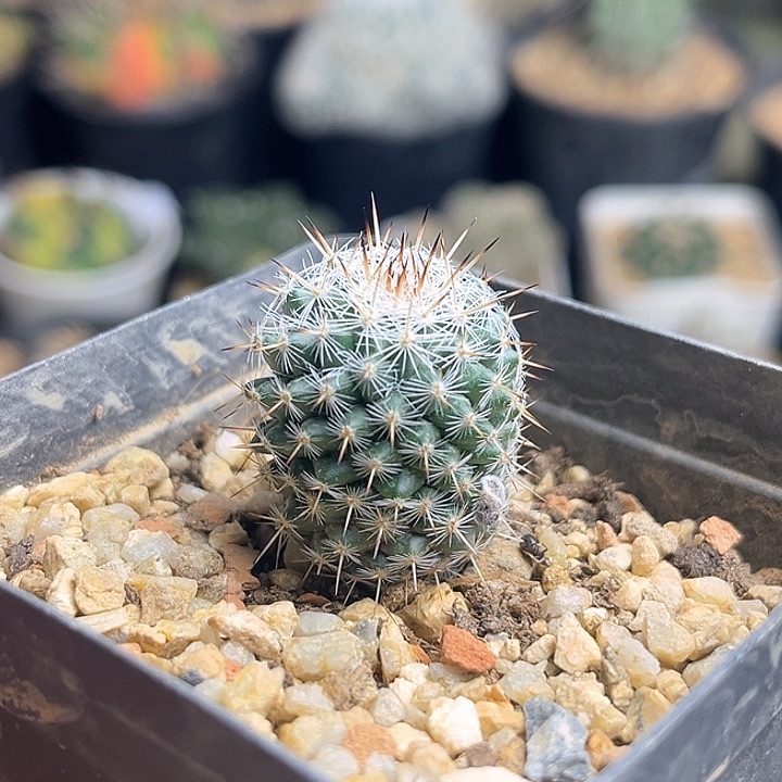 白王丸实生球2.3公分