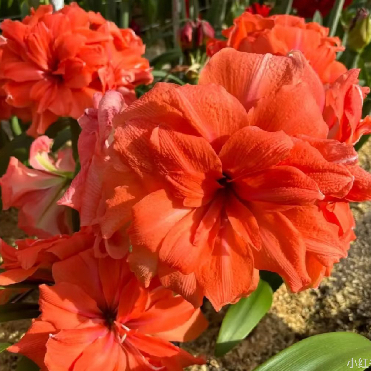 重瓣朱顶红种球新品荷兰进口球【珊瑚铃声】