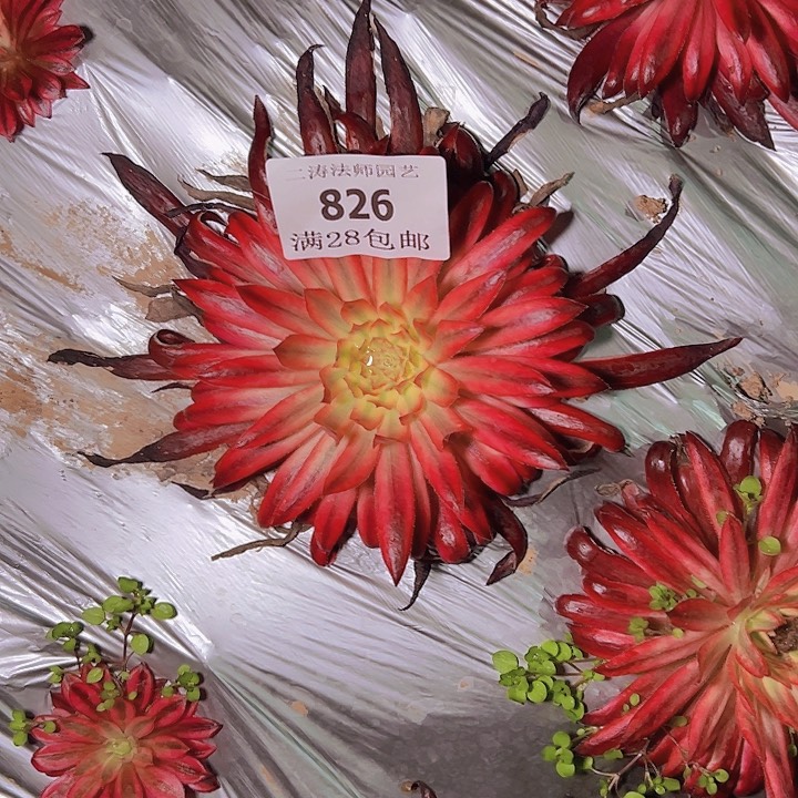 826朱雀多肉植物