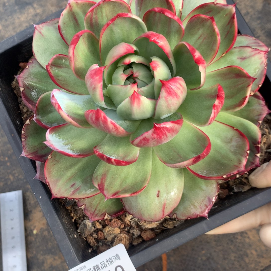 3110一物一拍16厘米外翻