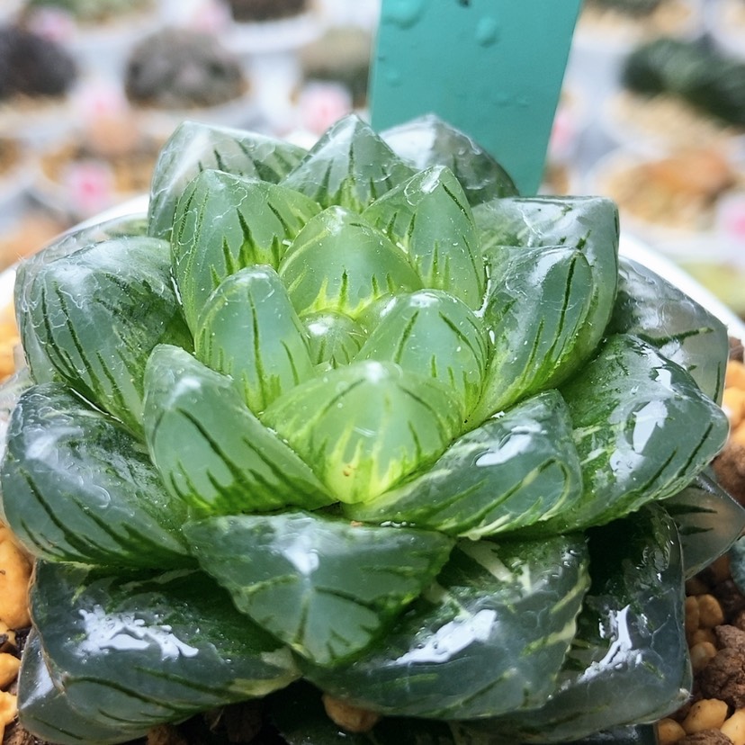 【闪购商品】龙磷少锦196