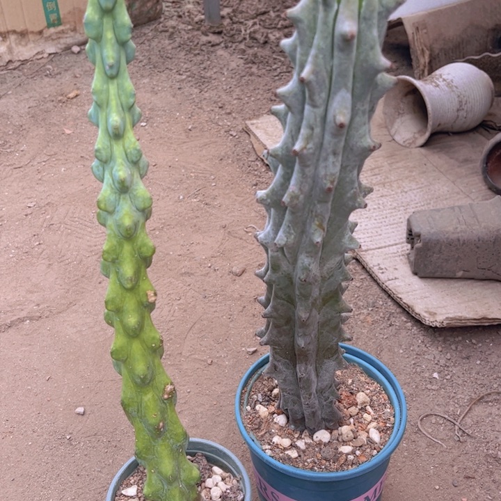 S****z柱子两个好实脱土发