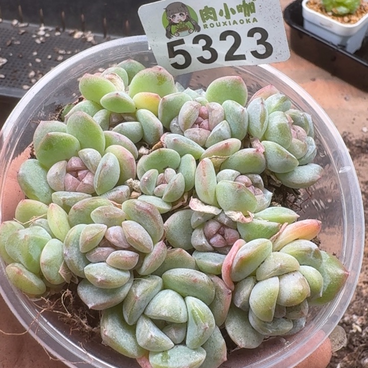 多肉植物多肉植物