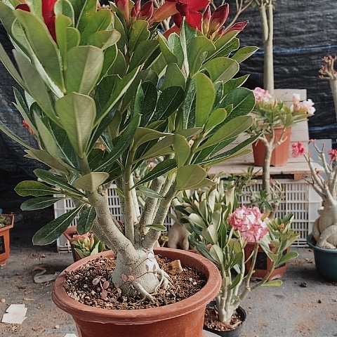 【闪购商品】恩****奶绿植