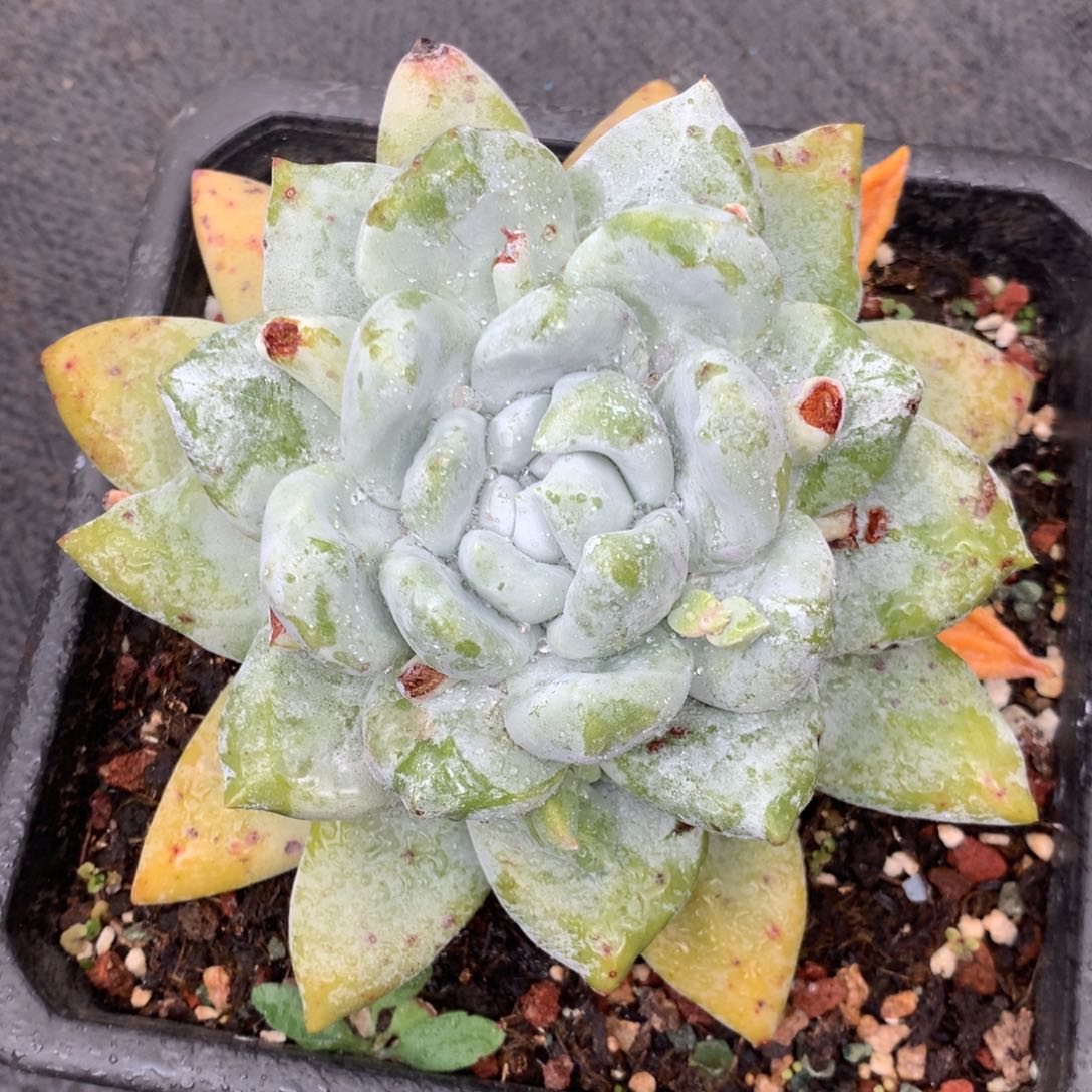 海星叶拇指，多肉植物