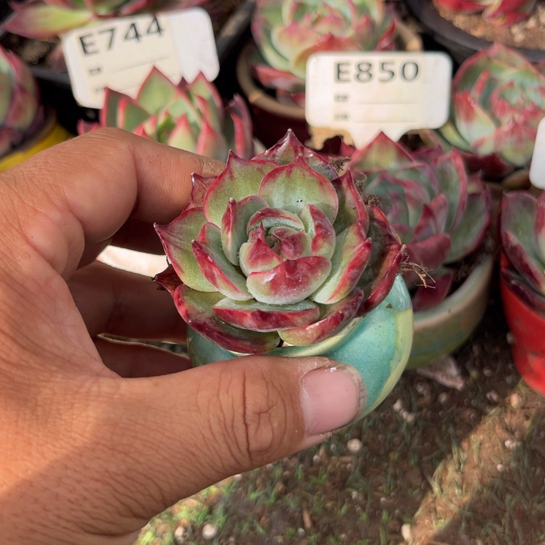 惊鸿一瞥多肉植物