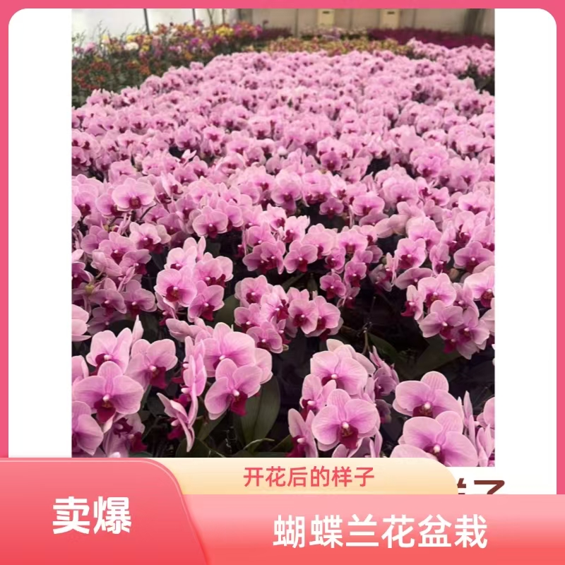 蝴蝶兰盆栽不带花剑花卉植物室内花好养的花四季开花