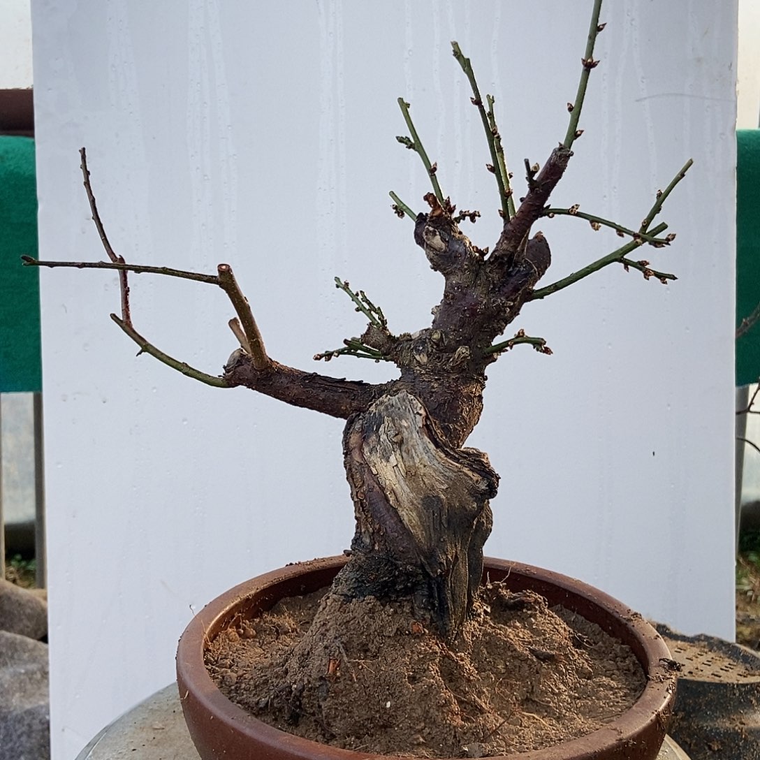 全部花苞野梅嫁接双色