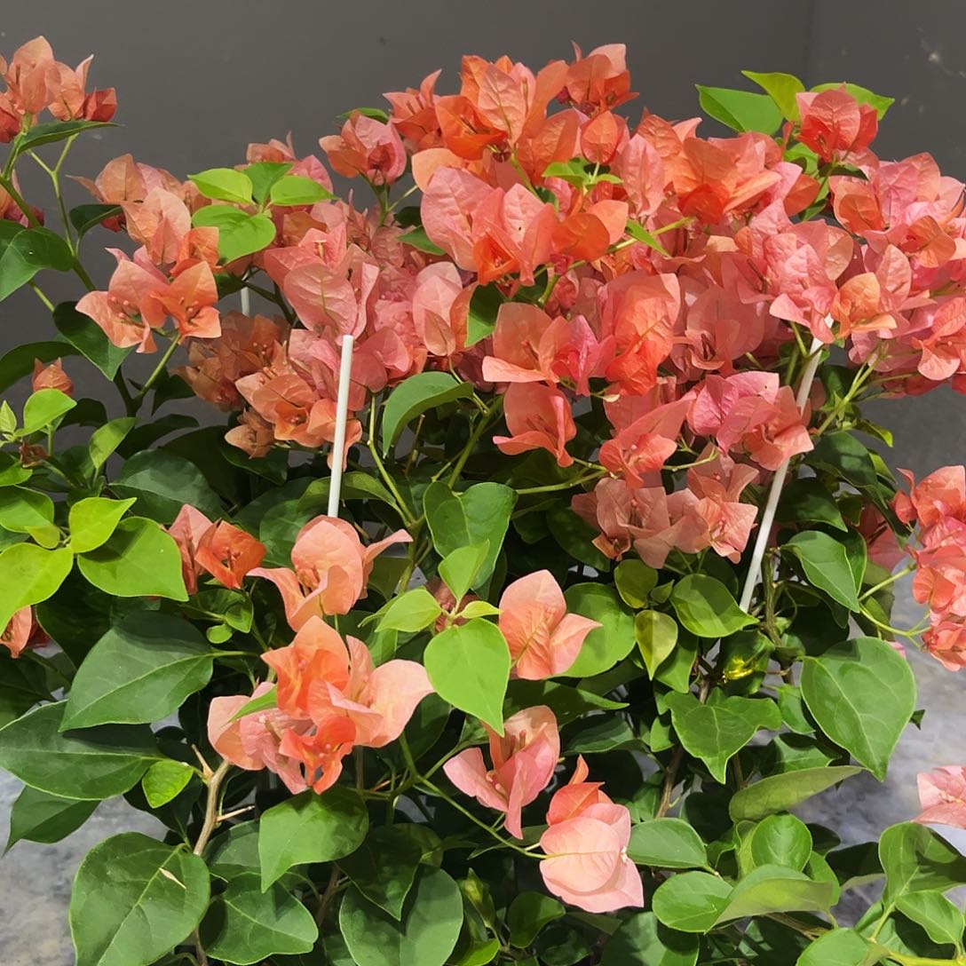 完全开放三角梅不甜西瓜