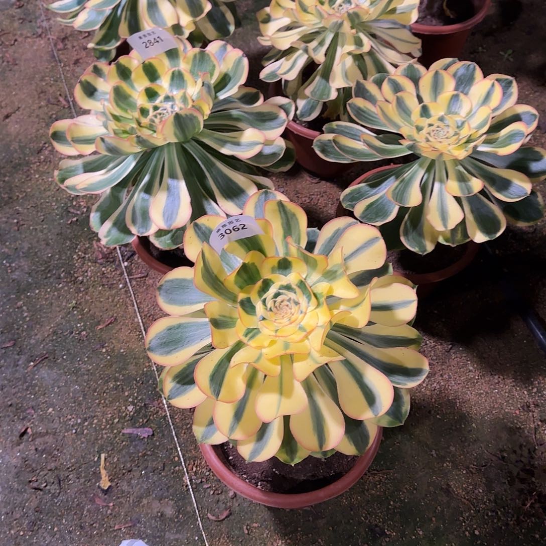 多肉植物王妃3062