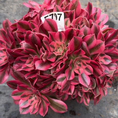 797女巫22厘米左右