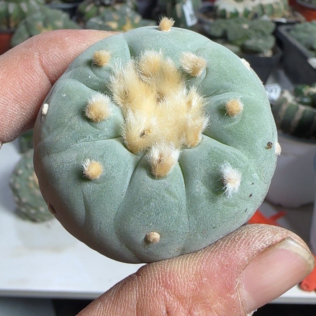 【闪购商品】实生日系特白850