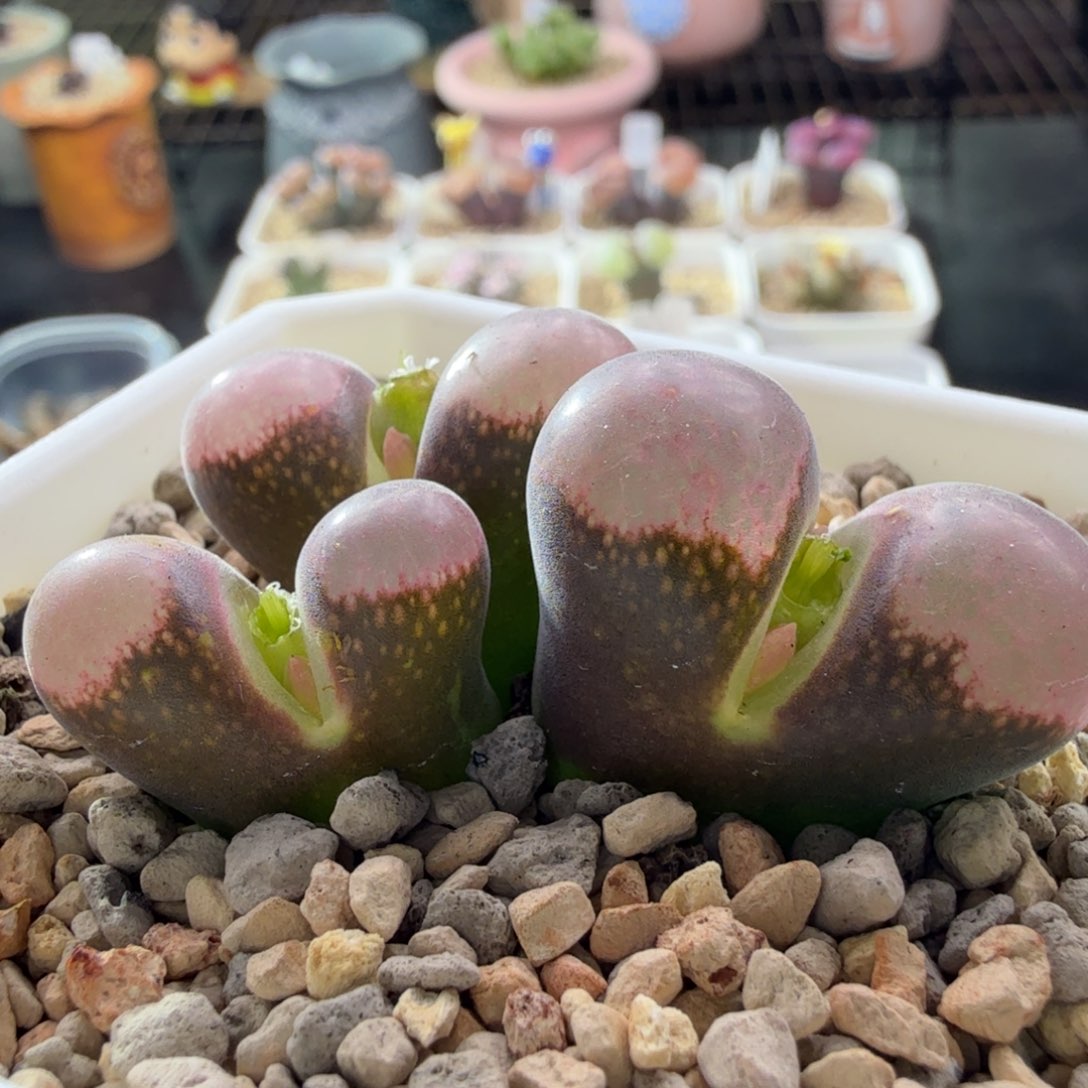 11-21-c13 红风铃 2.8公分大头