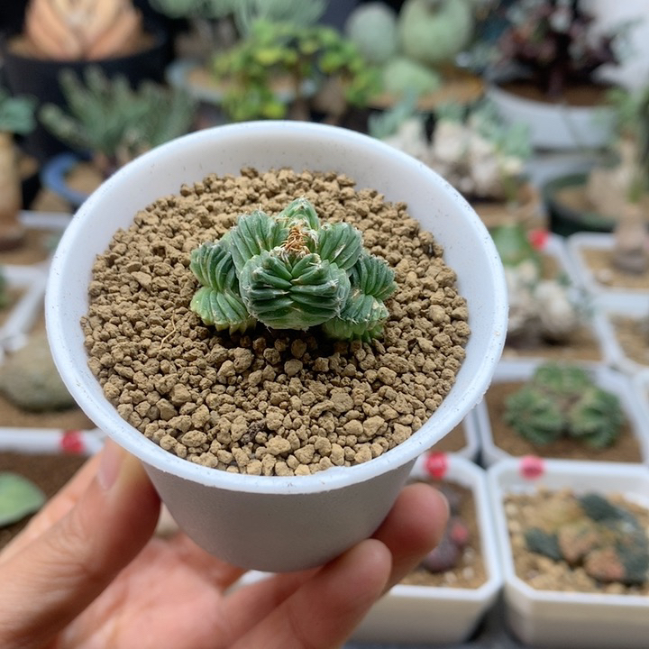 五星花笼自根带盆