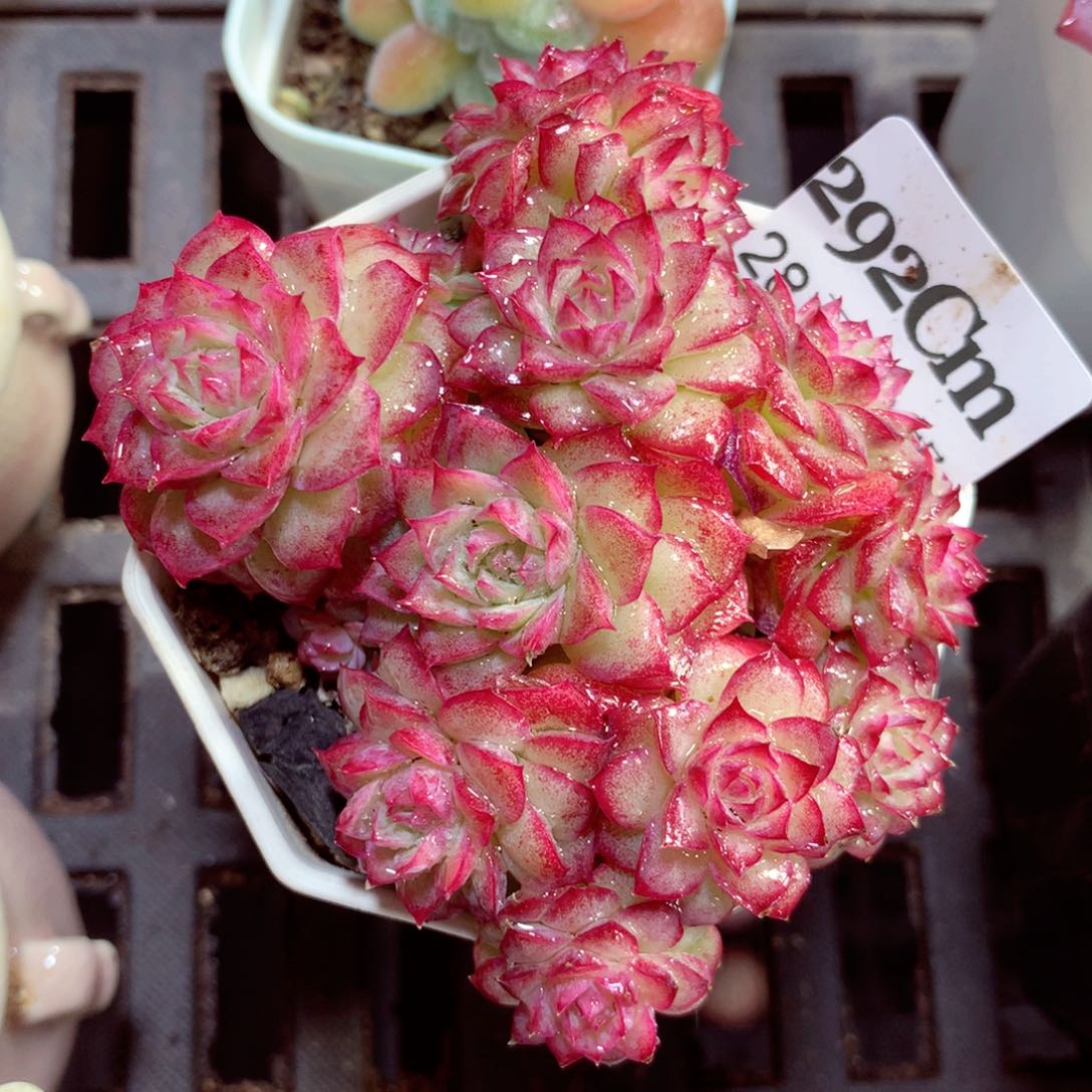 5厘米盆精控多肉292