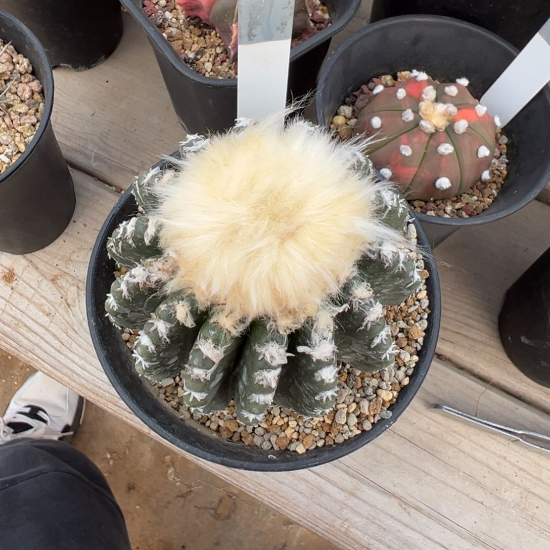 052实生根高绒圆盘玉多肉植物带盆土