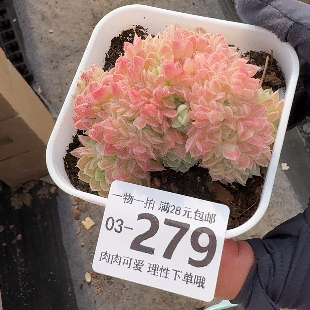 羊脂球缀化无盆土发货无