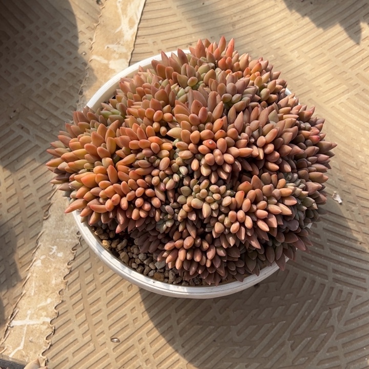 桃花源缀化有朵有缀