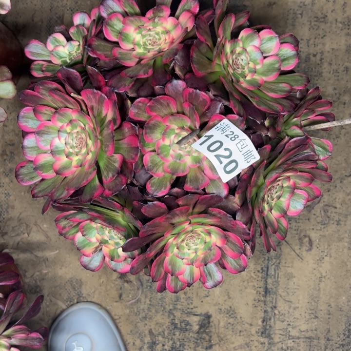 1020黑金刚多肉植物