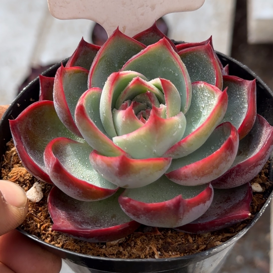 惊鸿一物一拍包装收缩花旱403