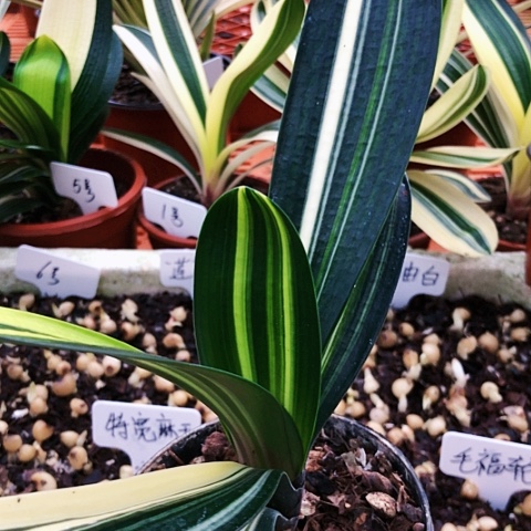 【闪购商品】休****哥