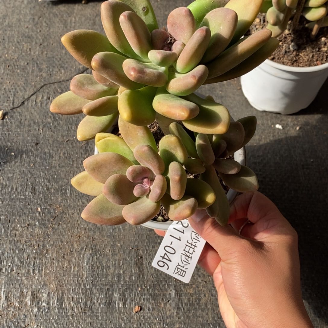 两单包邮1211-46芒果奶