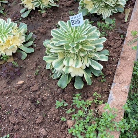 567辛尼亚不包断枝