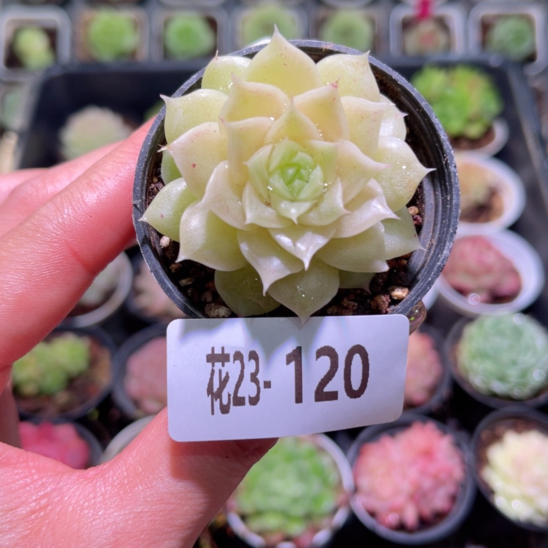 花利美23-120麦秆