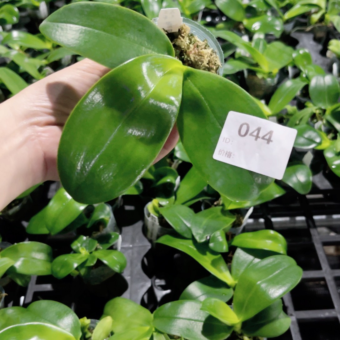 完全开放044eq狗。